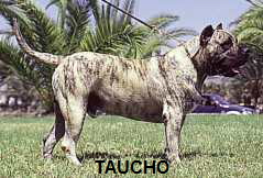 Taucho